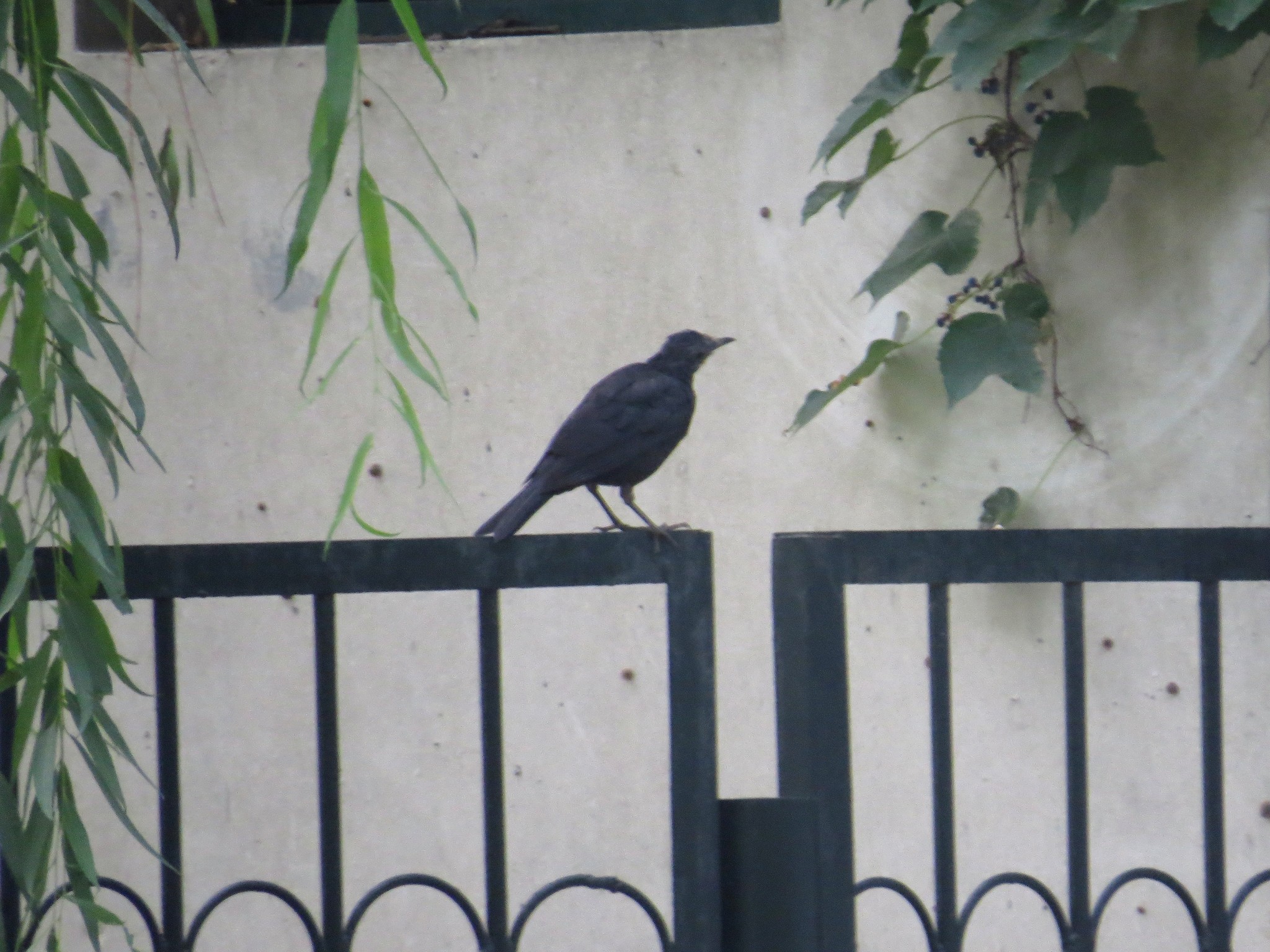 Chinese Blackbird