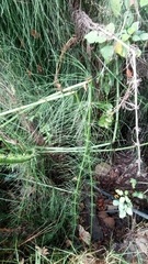Equisetum giganteum