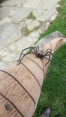 Araneae