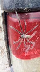 Araneae