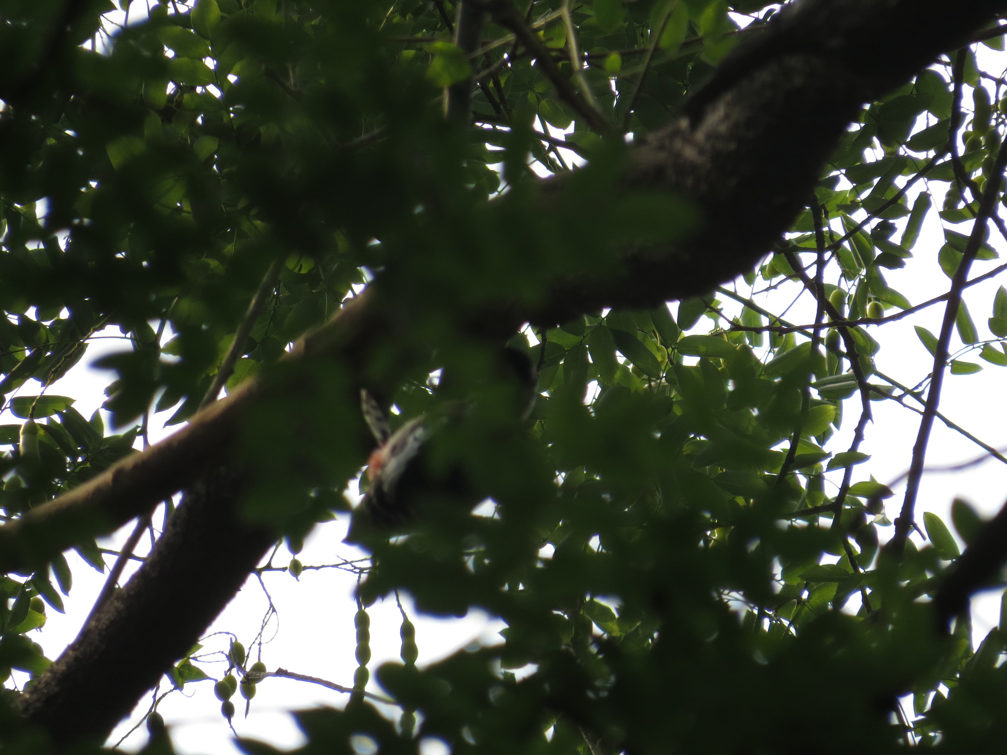Great Spotted Woodpecker