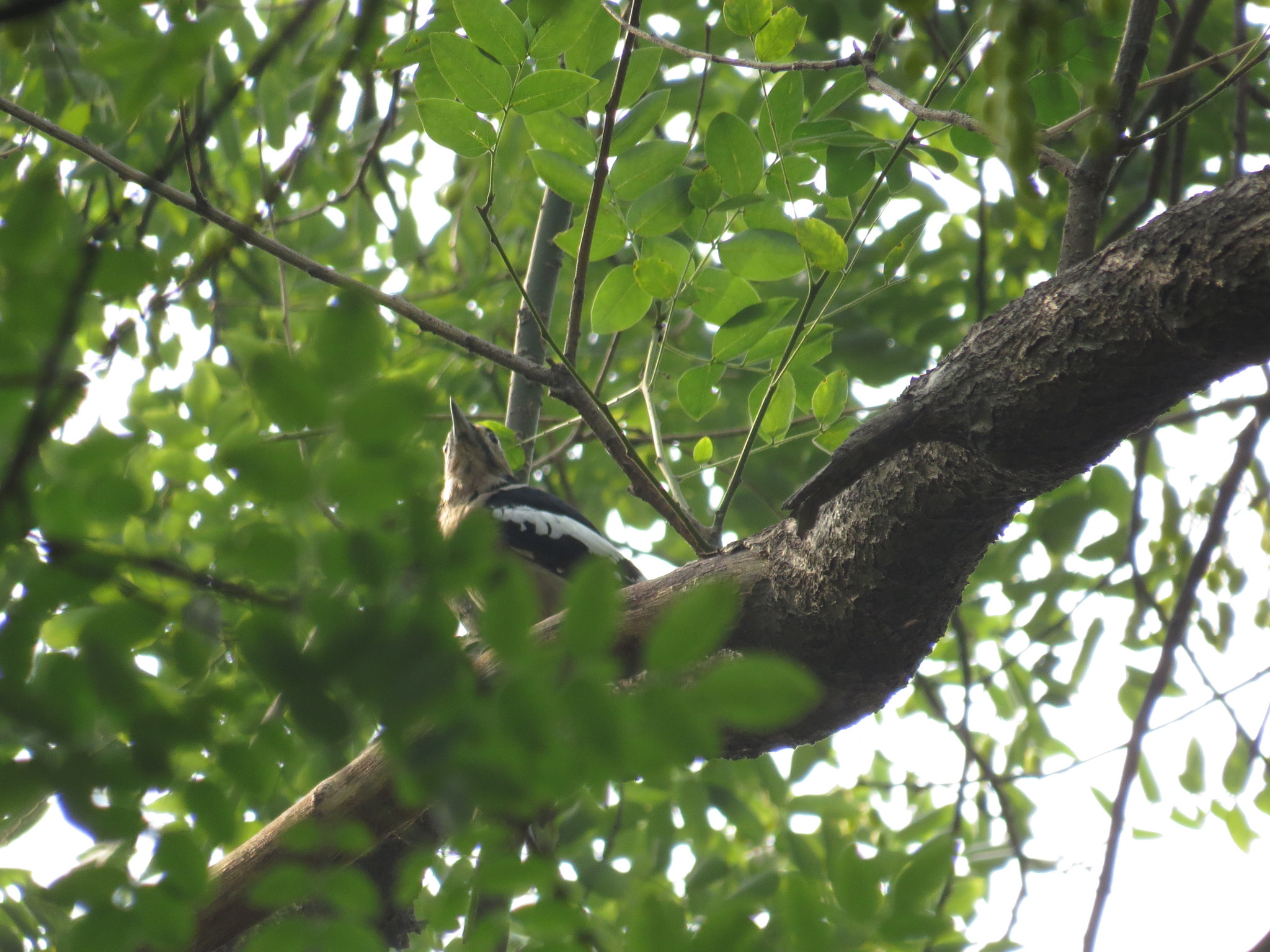 Great Spotted Woodpecker