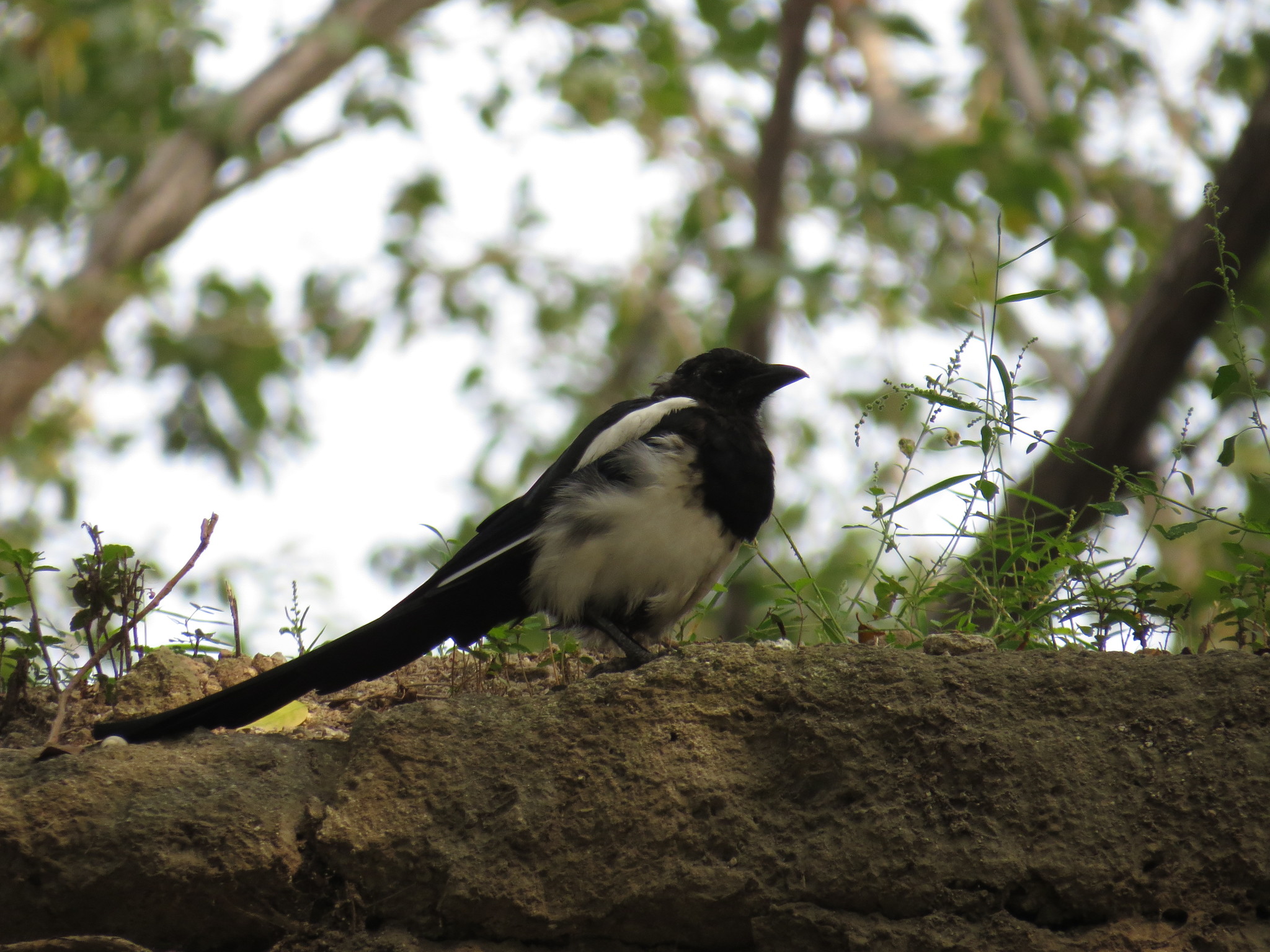 Oriental Magpie