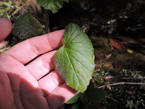 Image of Begonia fischeri by (c) Fabrício Mil Homens Riella, some rights reserved (CC BY)