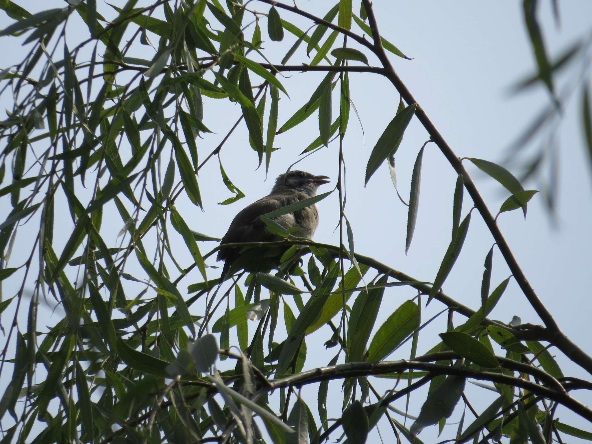 Light-vented Bulbul