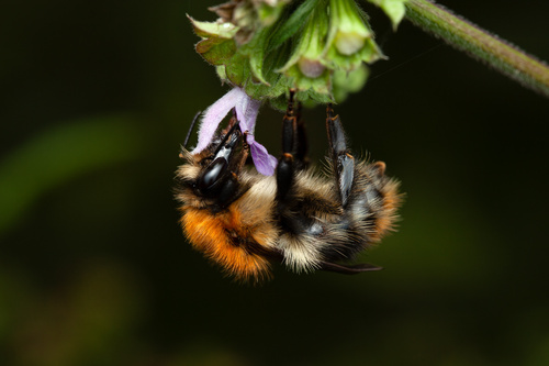 Bombus pascuorum subsp. flavidus