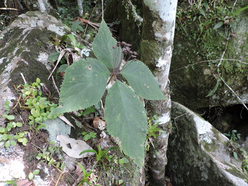 Sinningia leopoldii