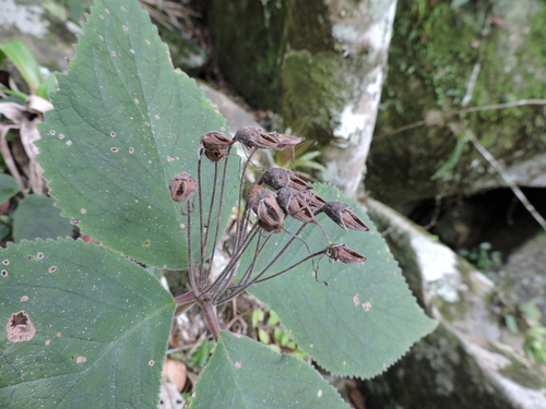 Sinningia leopoldii