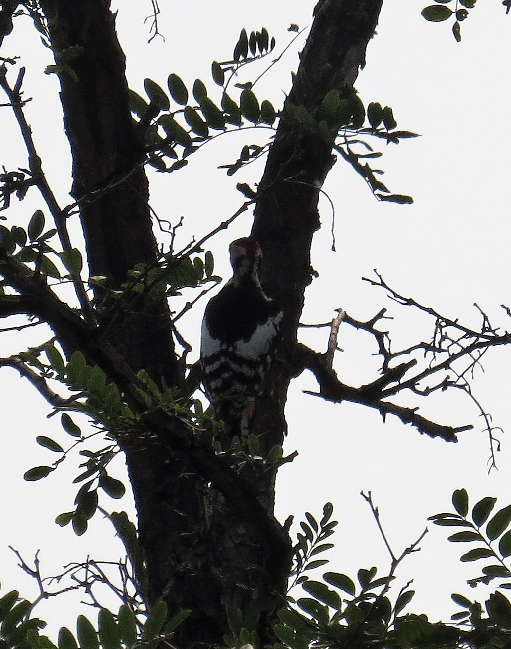 Great Spotted Woodpecker