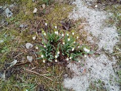 Galanthus nivalis