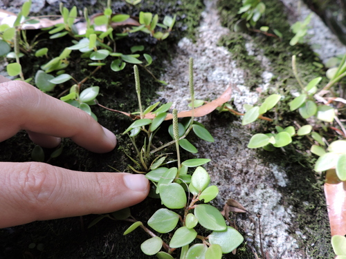 Peperomia corcovadensis (Peperomia corcovadensis)