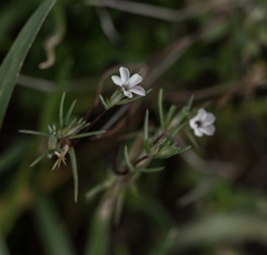Linanthus bigelovii