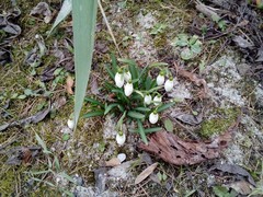 Galanthus nivalis