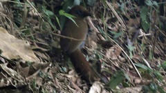 Pterorhinus poecilorhynchus