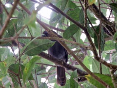Pterorhinus poecilorhynchus