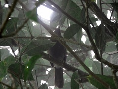 Pterorhinus poecilorhynchus