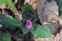 Pulmonaria vallarsae
