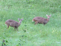 Axis porcinus
