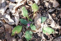 Pulmonaria vallarsae