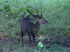 Axis porcinus