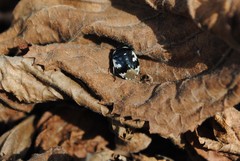 Tritomegas rotundipennis