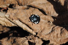 Tritomegas rotundipennis