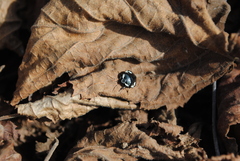 Tritomegas rotundipennis