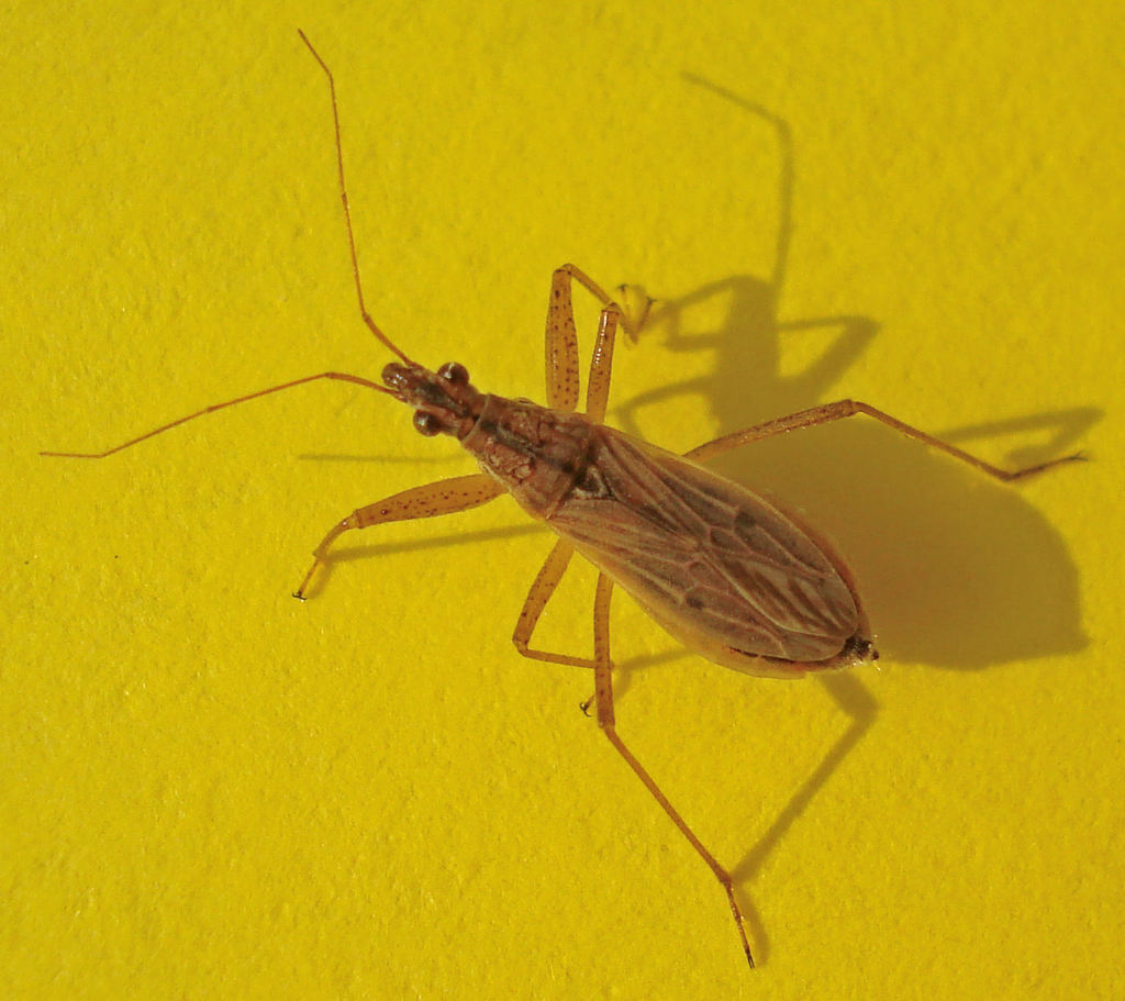 Common Damselbug