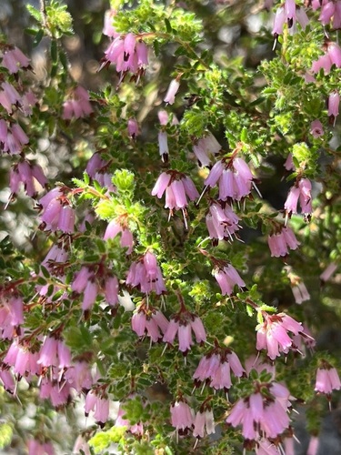 Image of Bristlyanther Heath (Erica interrupta) by (c) Charleen Brunke, some rights reserved (CC BY)
