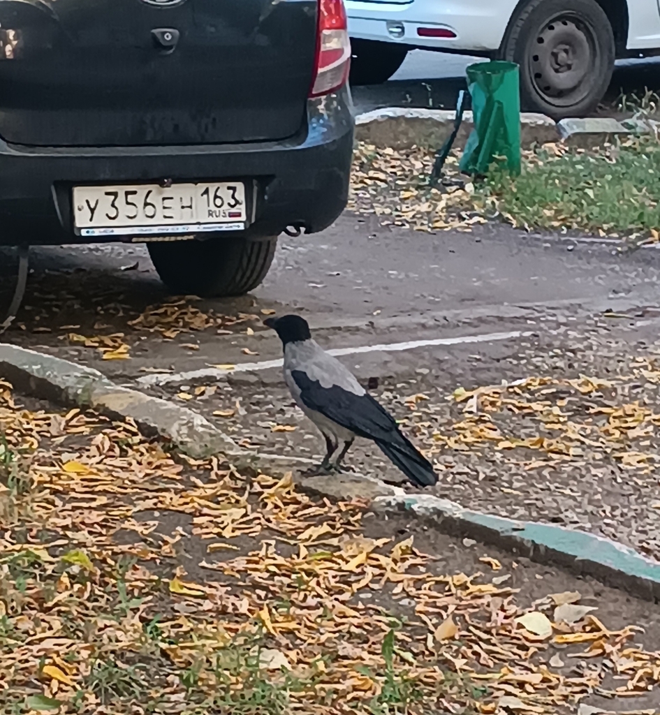Hooded Crow in September 2023 by Марк · iNaturalist