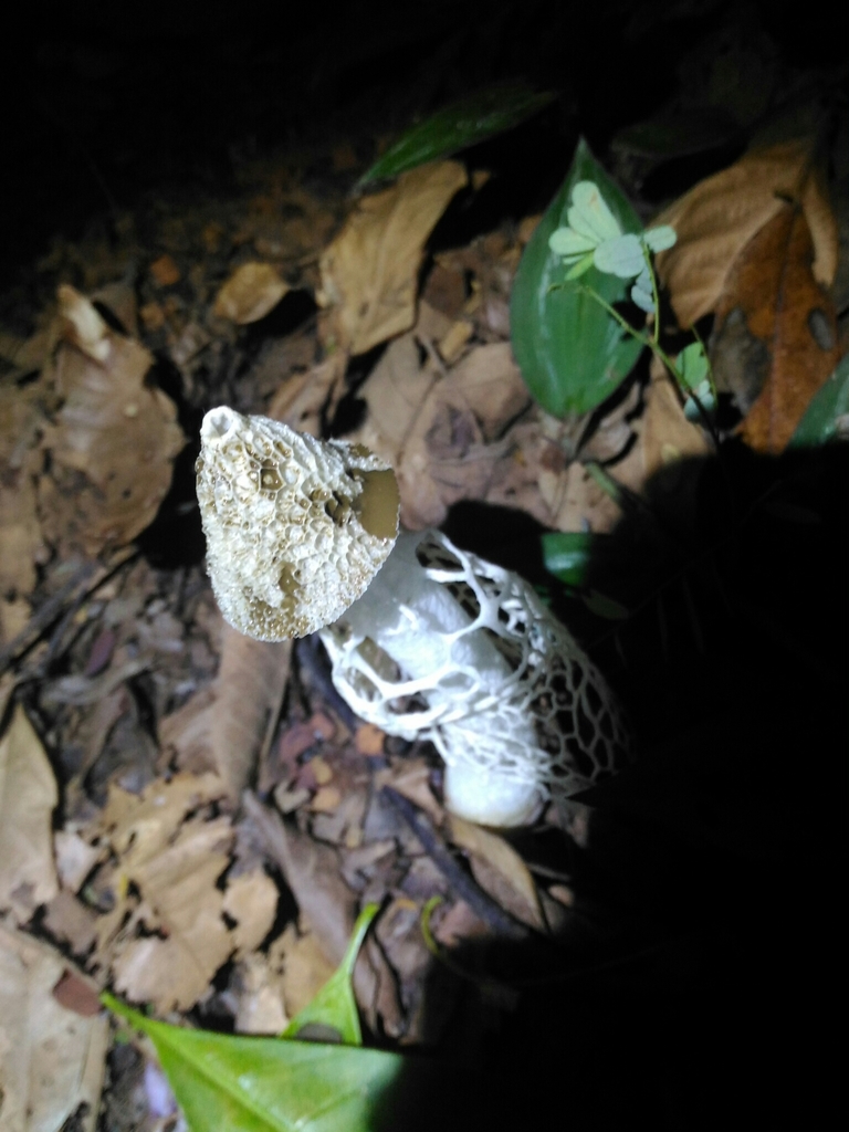 Phallus indusiatus · March 2019 · photo: © michelotto (iNaturalist, cc-by)
