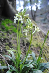 Orchis provincialis