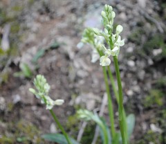Orchis provincialis