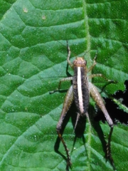 Eneoptera surinamensis