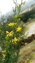 Genista monspessulana