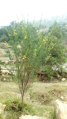 Genista monspessulana