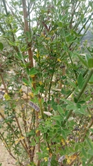 Genista monspessulana