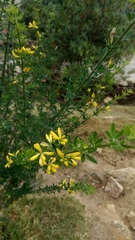 Genista monspessulana