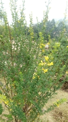 Genista monspessulana