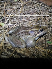 Leptodactylus latrans