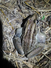 Leptodactylus latrans