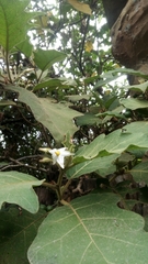 Solanum torvum