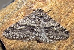 Phigalia titea