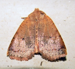 Sericaglaea signata