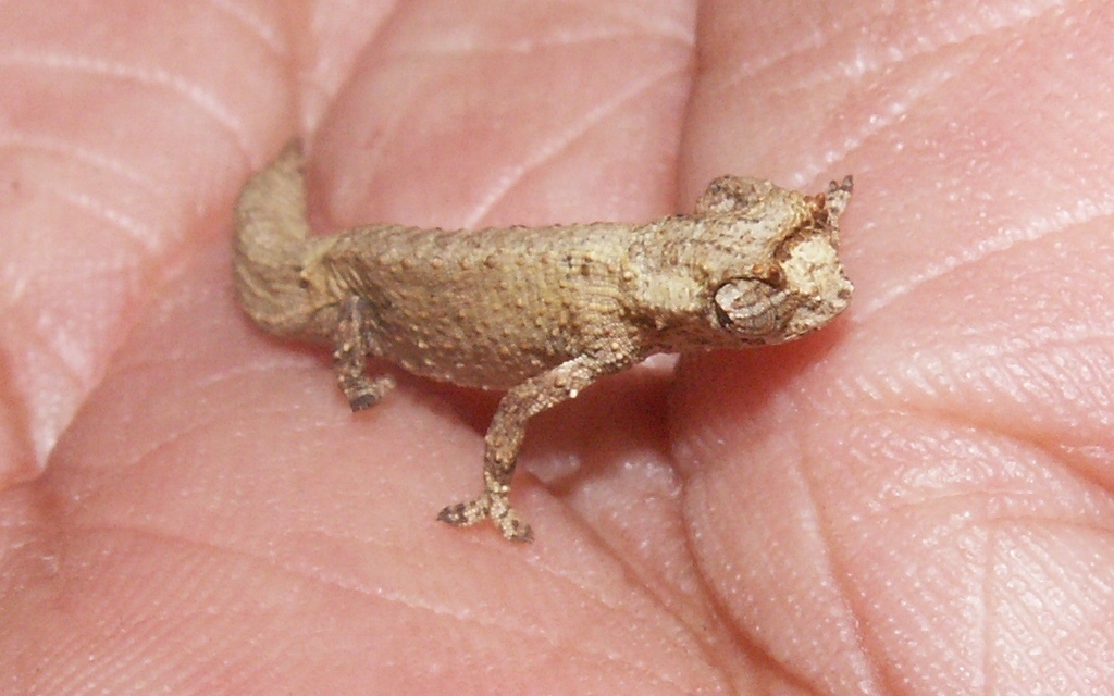 Mount D'ambre Leaf Chameleon