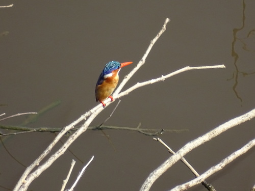 Malachite Kingfisher