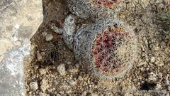 Mammillaria meiacantha