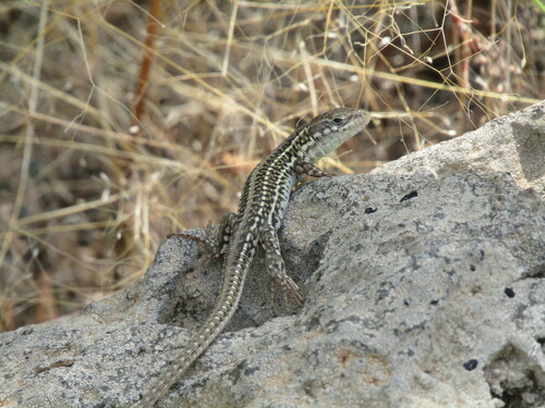 Кримски гущер (Podarcis tauricus)