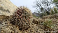 Mammillaria meiacantha