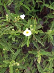 Chamaebatia australis